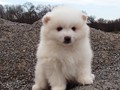 pup-1