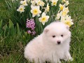 pup-2