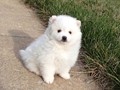 pup-4
