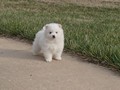 pup-5
