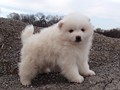 pup-6