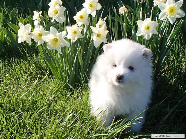 pup-2