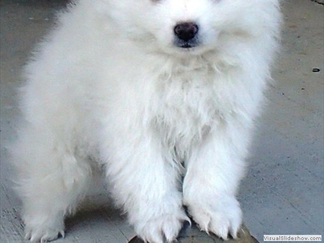 pup-3