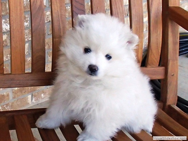 pup-5