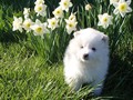pup-2