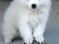 pup-3