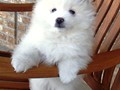 pup-4