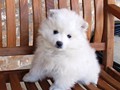 pup-5