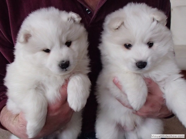 xb-6wks-pups1
