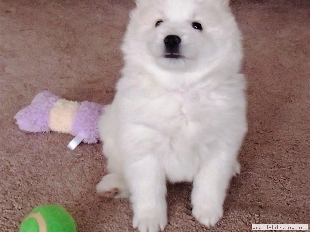 xb-6wks-pups3