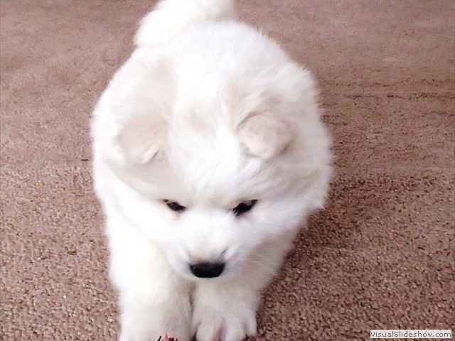 xb-6wks-pups4
