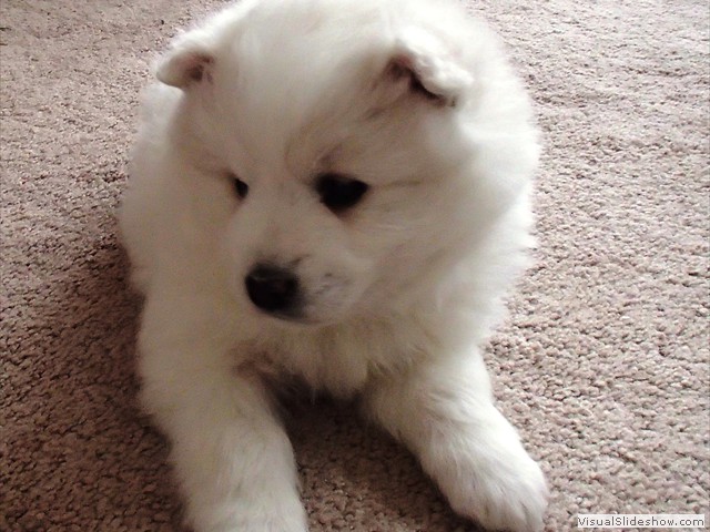 xb-6wks-pups5