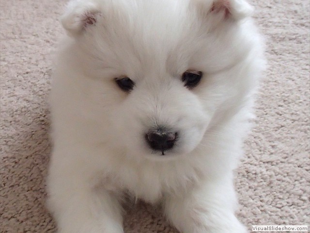 xb-6wks-pups6