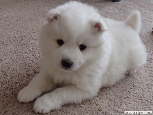 xb-6wks-pups7