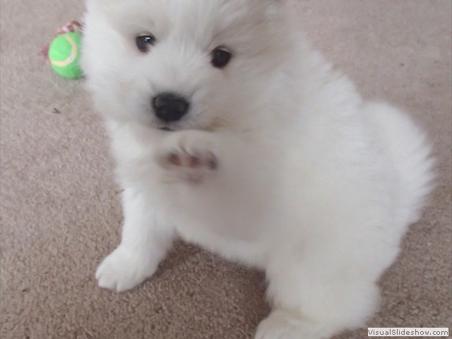 xb-6wks-pups8