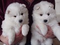xb-6wks-pups1