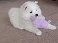 xb-6wks-pups11