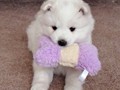 xb-6wks-pups2