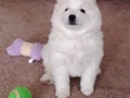 xb-6wks-pups3