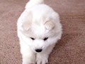 xb-6wks-pups4