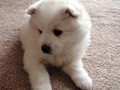 xb-6wks-pups5