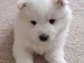 xb-6wks-pups6