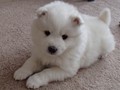 xb-6wks-pups7