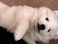 xb-6wks-pups9