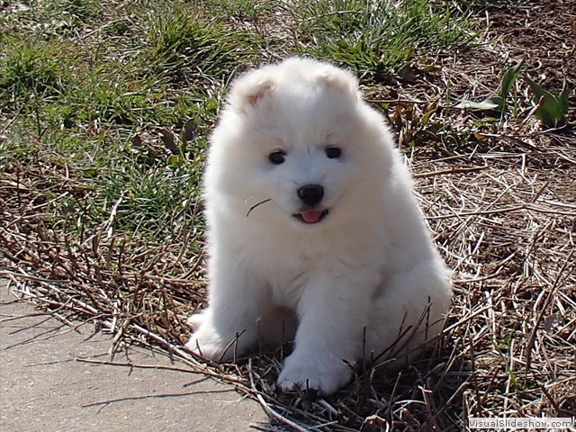 xb-7wks-pup1