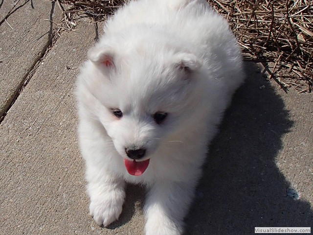 xb-7wks-pup2