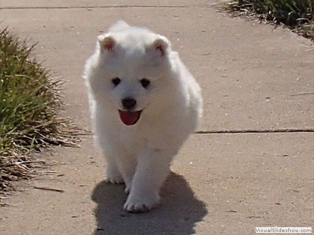 xb-7wks-pups10