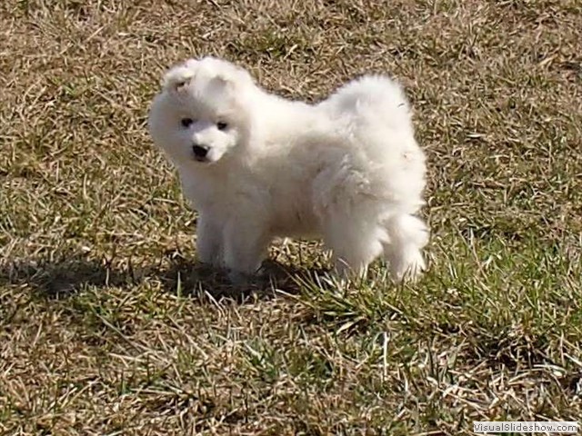 xb-7wks-pups11