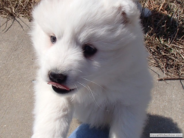 xb-7wks-pups5