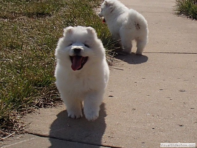 xb-7wks-pups7