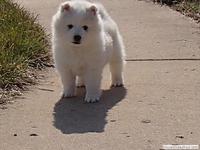 xb-7wks-pups8