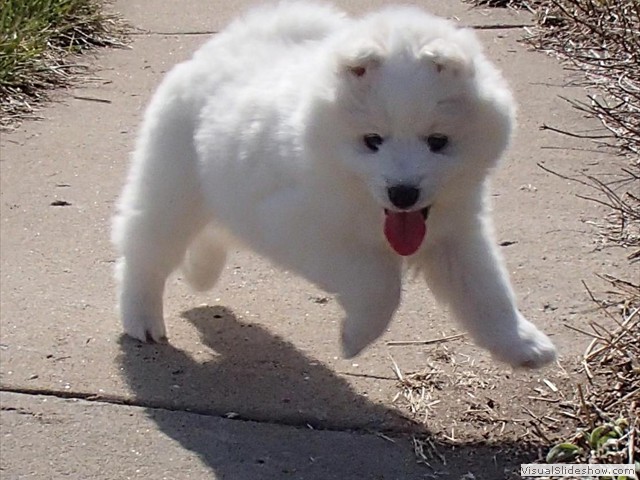 xb-7wks-pups9