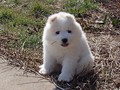 xb-7wks-pup1
