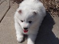 xb-7wks-pup2
