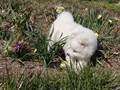 xb-7wks-pups1