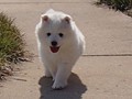 xb-7wks-pups10