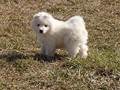 xb-7wks-pups11
