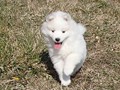 xb-7wks-pups2