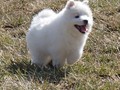 xb-7wks-pups4
