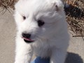 xb-7wks-pups5