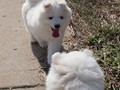 xb-7wks-pups6