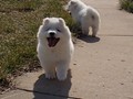 xb-7wks-pups7