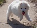 xb-7wks-pups9