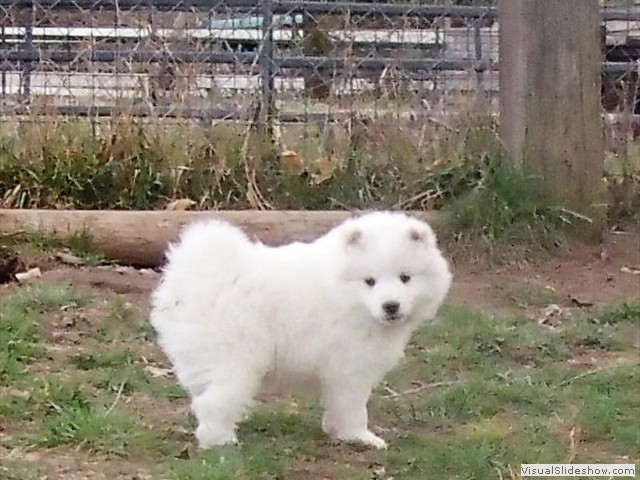 xb-8wks-pups2