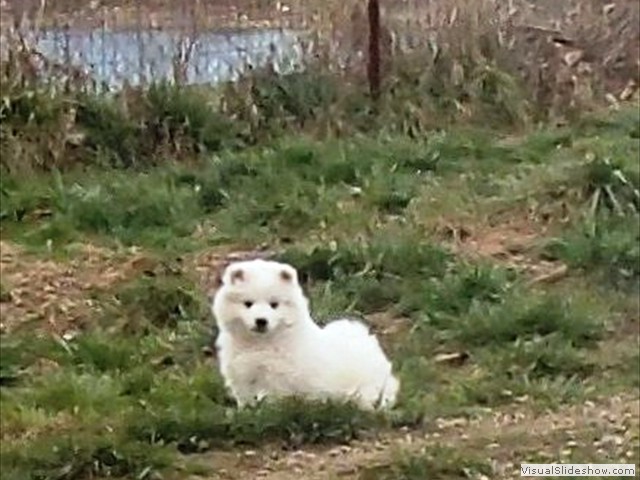 xb-8wks-pups3