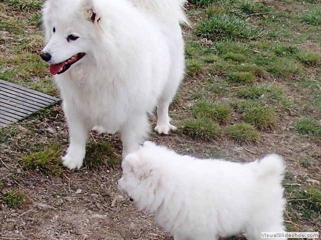 xena & pup